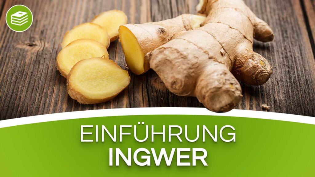 Ingwer und Gesundheit - gesundbleiben.tv