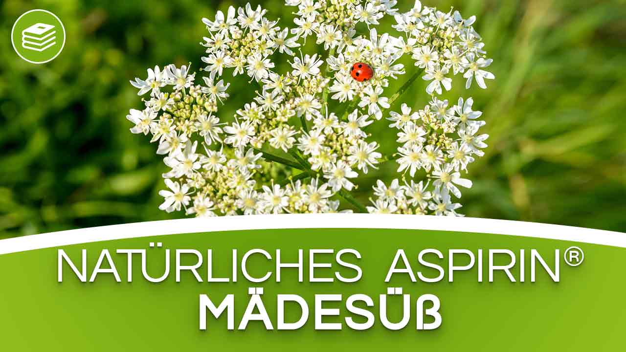 Mädesüß - Das natürliche Aspirin®